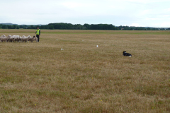 agriacup26_06