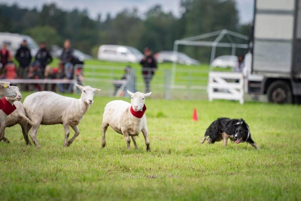 Hund vallar får.
