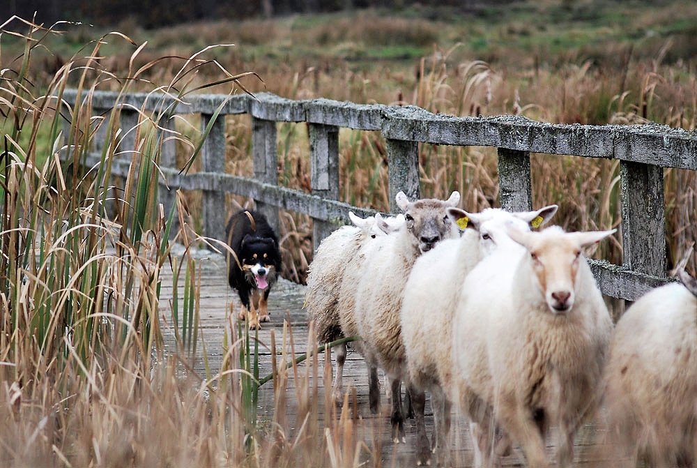 Border collie vallar får över en bro.