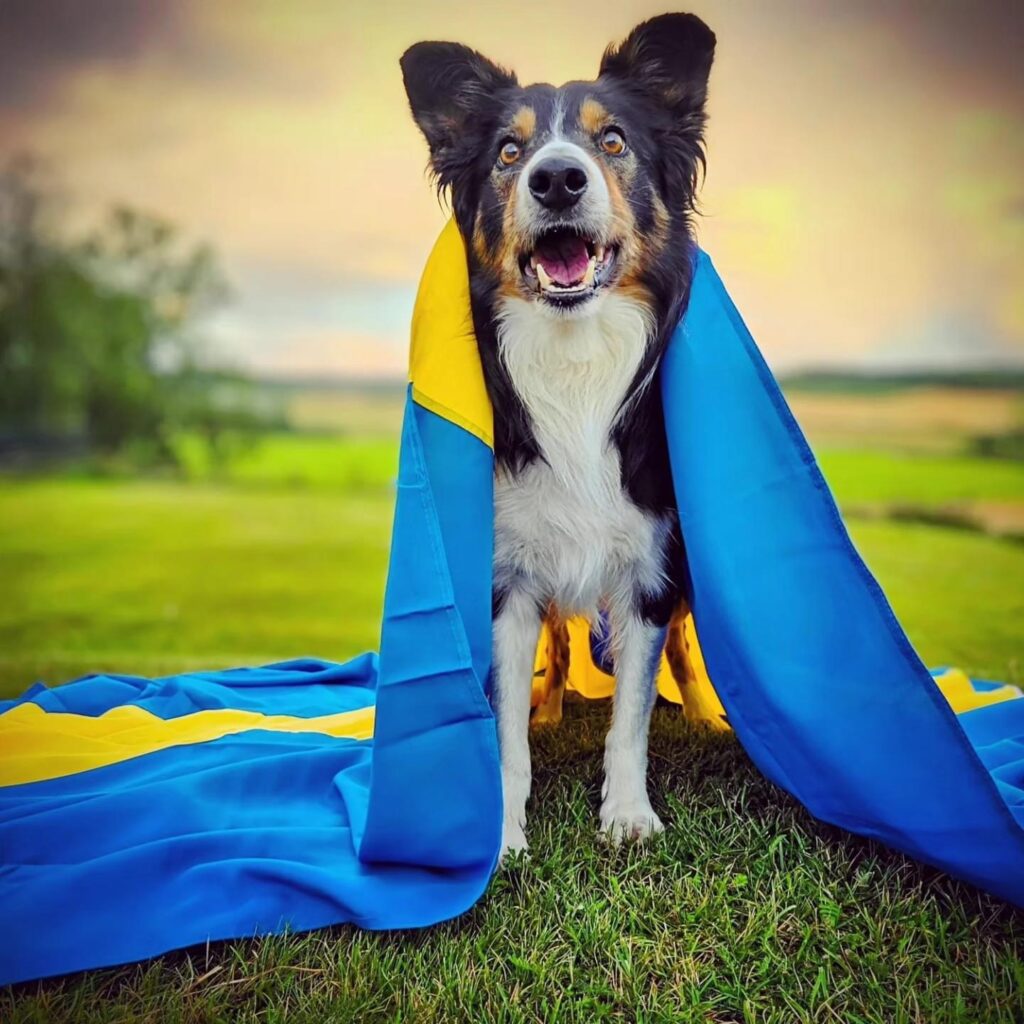 Ztill-SVensk-Mästare-2024