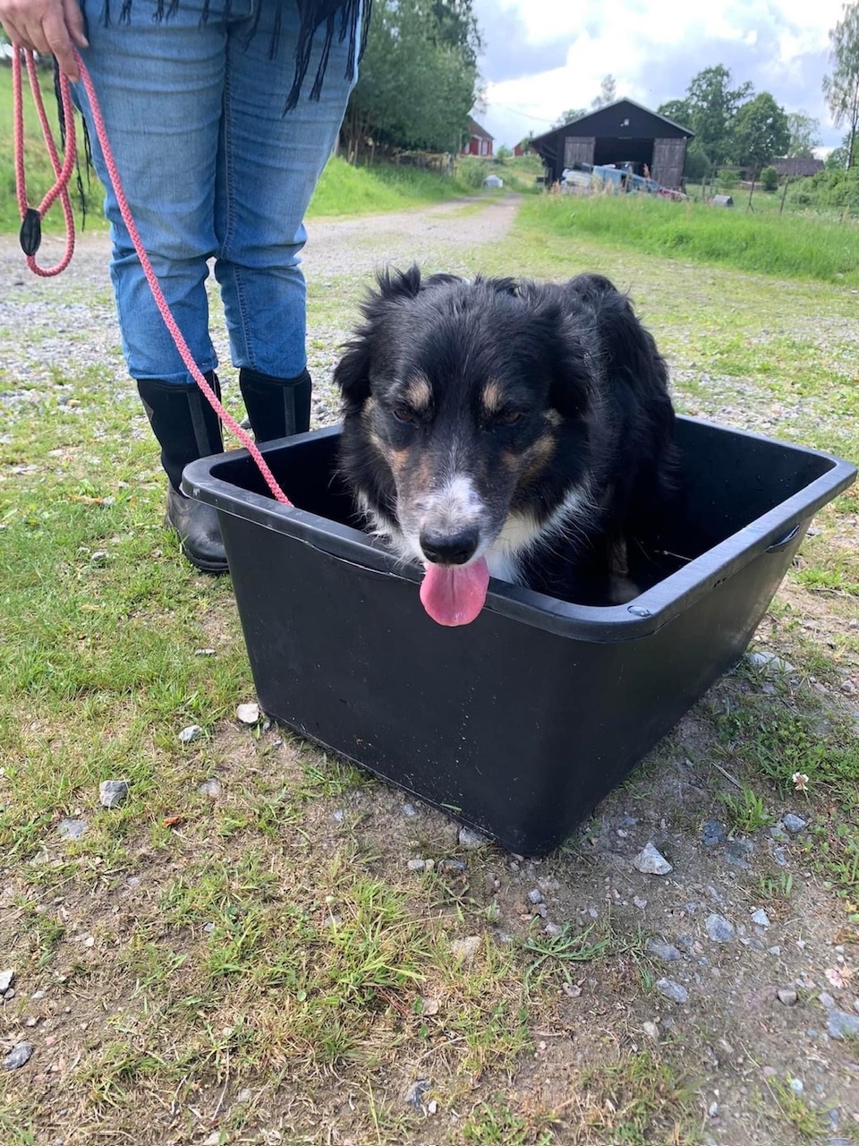 Vp-träning av vallhundar.