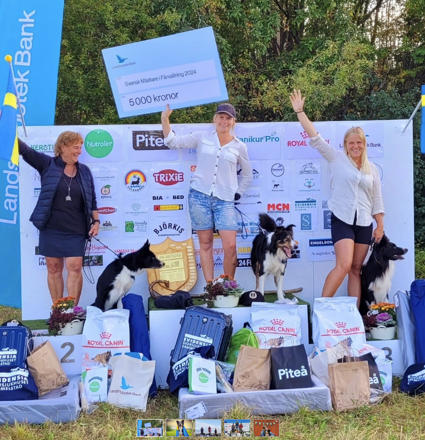 Pallen 2024: 1. Johanna N Johansson med Ztill 2. Barbro Klingborg & Des 3. Jenny Klingborg & Mill