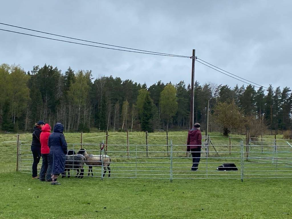 Träning av ekipage på Steg 2