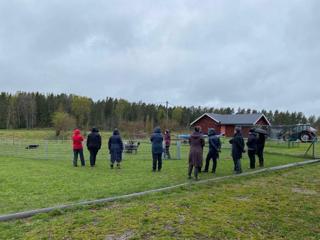 Träningsekipage visar vad vi tränat på