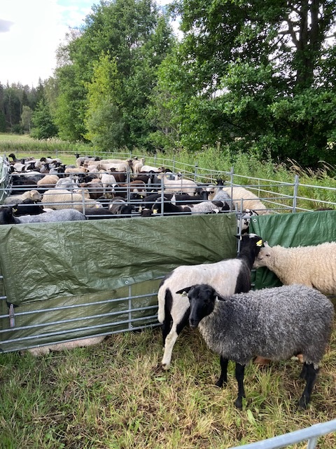 Klubbdag Upplands VK