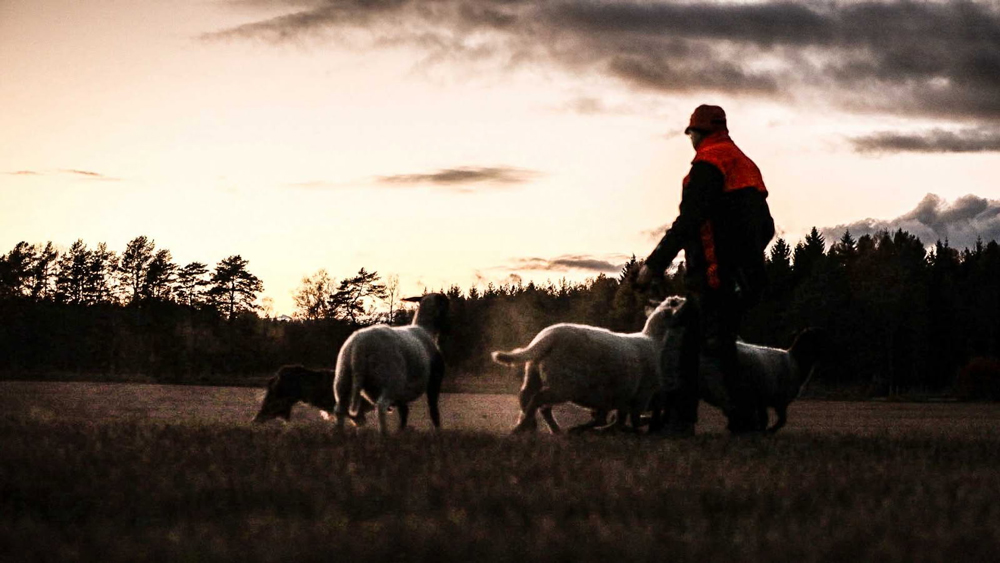 Skymningsvallning med vallhunden Jazz. Foto Denice Robrandt