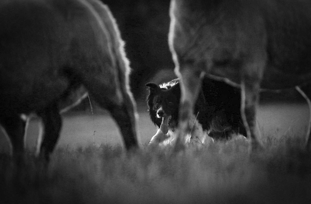 Skymningsvallning med Jazz. Foto Denice Robrandt