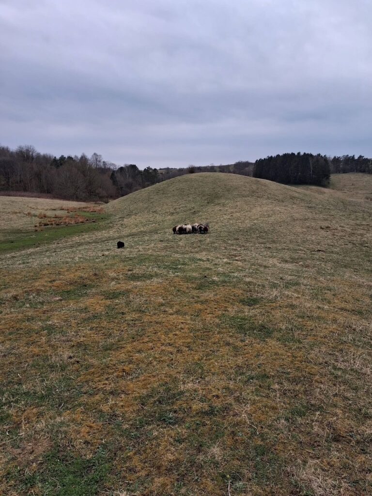 Fråndrivning Roeldogbakken