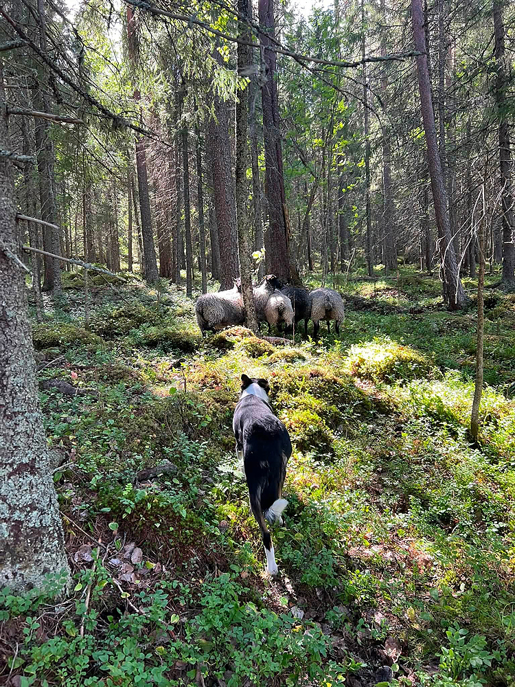Vallhund hämtar får i skogsparti.