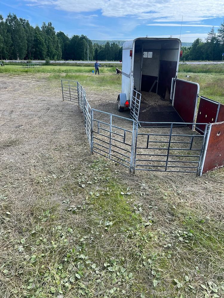 Ekipage lastar får i ett släp med böjd ränna.